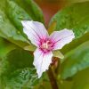 Trillium Wildfower Paint By Numbers