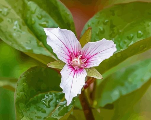 Trillium Wildfower Paint By Numbers