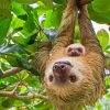 Adorable Sloths Hanging Paint By Numbers