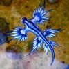 Blue Dragon Fish Paint By Numbers