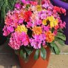 Lewisia Cotyledon Pot Paint By Numbers