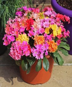 Lewisia Cotyledon Pot Paint By Numbers