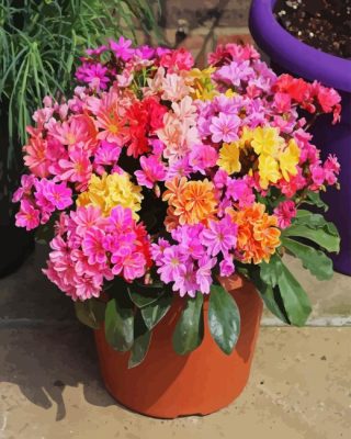 Lewisia Cotyledon Pot Paint By Numbers