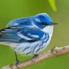 Cerulean Warbler Bird Paint By Numbers