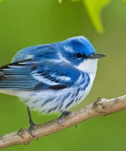 Cerulean Warbler Bird Paint By Numbers