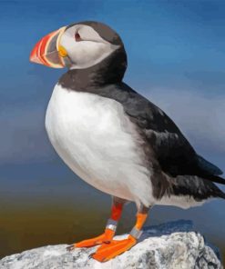 Cute Puffin On Rock Paint By Numbers