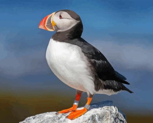 Cute Puffin On Rock Paint By Numbers