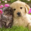 Kittens And Puppies With Purple Flowers Paint By Numbers