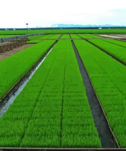 Sekinchan Paddy Fields Paint By Numbers