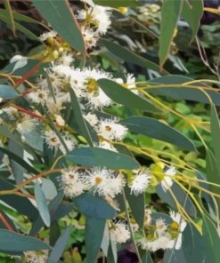 Tasmanian Blue Gum Eucalyptus Paint By Numbers