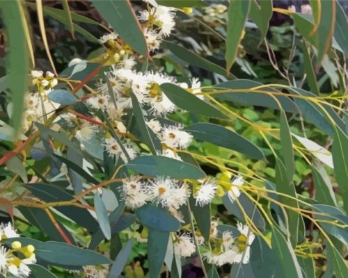 Tasmanian Blue Gum Eucalyptus Paint By Numbers