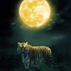 Tiger And Moon Paint By Numbers