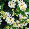 White Lantana Paint By Numbers