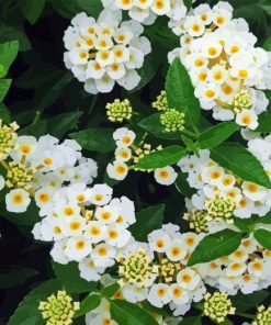 White Lantana Paint By Numbers