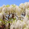 Wisteria Tree Paint By Numbers