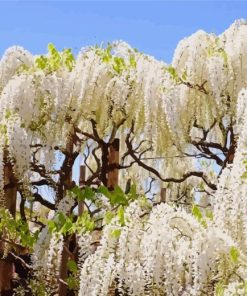 Wisteria Tree Paint By Numbers