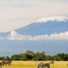 Zebras Mount Kilimanjaro Paint By Numbers