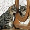 Cat Looking In The Mirror Paint By Numbers