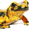 Close Up Blackand Yellow Salamander Paint By Numbers