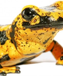 Close Up Blackand Yellow Salamander Paint By Numbers