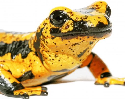 Close Up Blackand Yellow Salamander Paint By Numbers