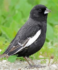 Lark Bunting Bird Paint By Numbers