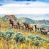 Mountain Elk Herd Paint By Numbers