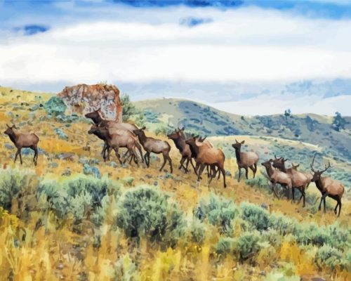 Mountain Elk Herd Paint By Numbers