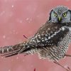 Northern Hawk Owl Paint By Numbers