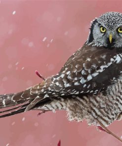 Northern Hawk Owl Paint By Numbers