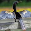 Anhinga Wings Paint By Numbers