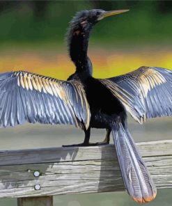 Anhinga Wings Paint By Numbers