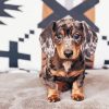 Dapple Dachshund Paint By Numbers