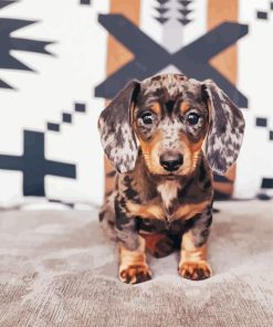 Dapple Dachshund Paint By Numbers