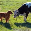 Dog And Cow Paint By Numbers