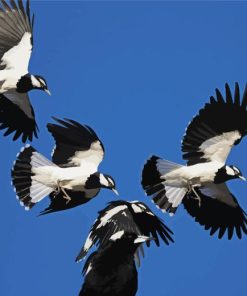 Flying Magpie Lark Birds Paint By Numbers