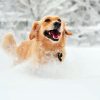 Golden Retriever Dog In Snow Paint By Numbers