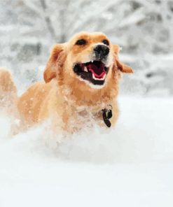 Golden Retriever Dog In Snow Paint By Numbers