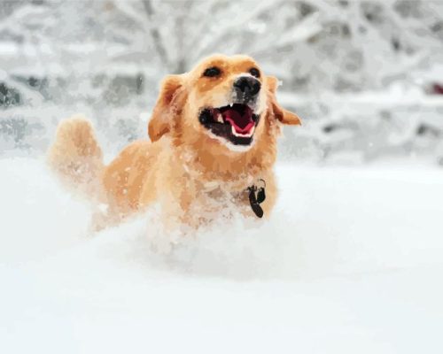 Golden Retriever Dog In Snow Paint By Numbers