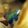 Mandarin Fish Paint By Numbers