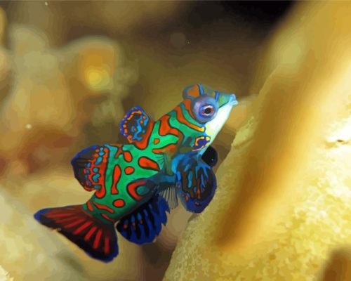 Mandarin Fish Paint By Numbers