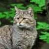 Scottish Wildcat Paint By Numbers