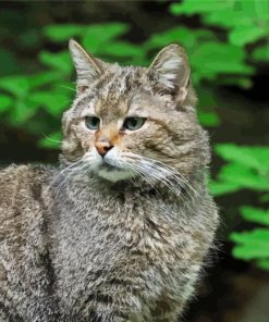 Scottish Wildcat Paint By Numbers