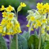 Spring Cowslips Flowers Paint By Numbers