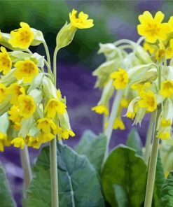 Spring Cowslips Flowers Paint By Numbers