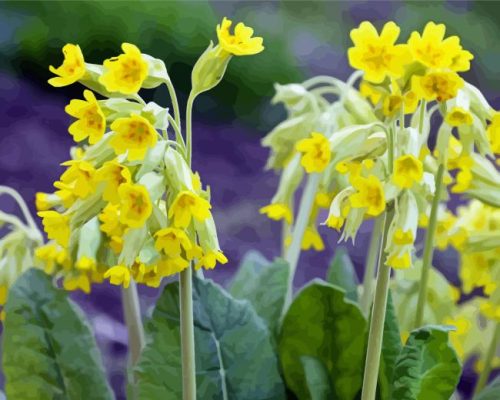 Spring Cowslips Flowers Paint By Numbers