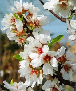 White Almond Flower Paint By Numbers