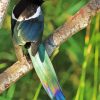 Black Billed Magpie On Tree Paint By Numbers