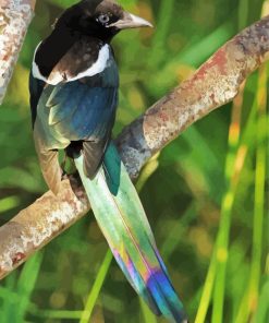 Black Billed Magpie On Tree Paint By Numbers