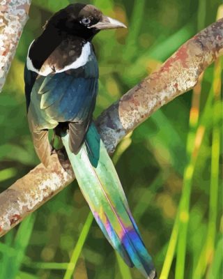 Black Billed Magpie On Tree Paint By Numbers